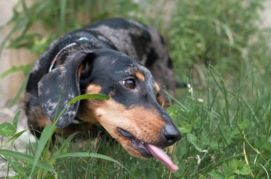 Benekli köpek dachshund ormanda yakın plan.