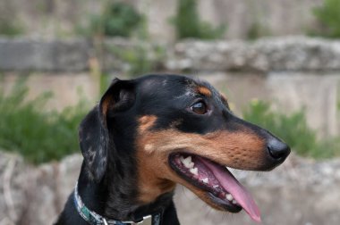 Benekli köpek dachshund ormanda yakın plan.