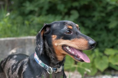 Benekli köpek dachshund ormanda yakın plan.