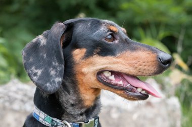 Benekli köpek dachshund ormanda yakın plan.