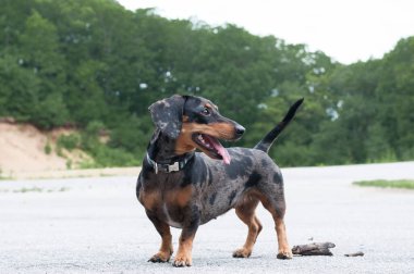 Benekli köpek dachshund ormanda yakın plan.