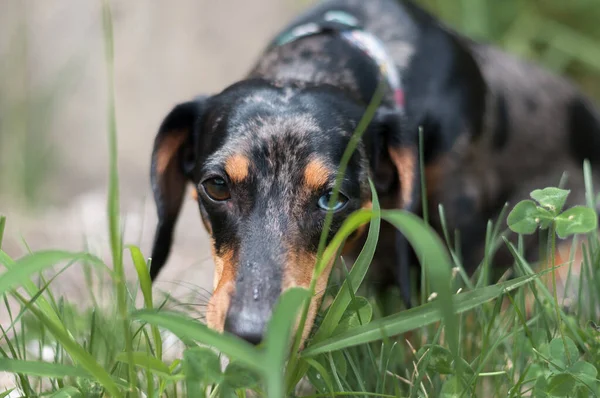 Perro Manchado Dachshund Primer Plano Bosque —  Fotos de Stock