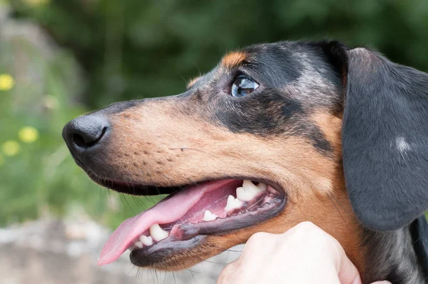 Perro Manchado Dachshund Primer Plano Bosque —  Fotos de Stock