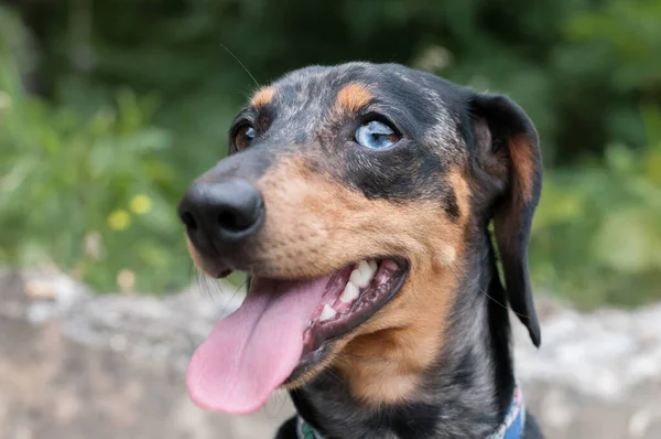 Perro Manchado Dachshund Primer Plano Bosque —  Fotos de Stock