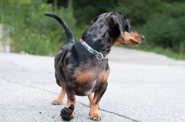 Perro Manchado Dachshund Primer Plano Bosque —  Fotos de Stock