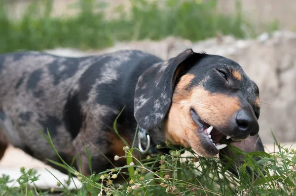 Spotted Dog Dachshund Close Forest — Stock Photo, Image