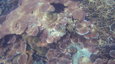 Güneş ışığının altındaki sığ su resiflerindeki mercanların sualtı görüntüsü. Seçici odak noktaları. Bulanık arkaplan