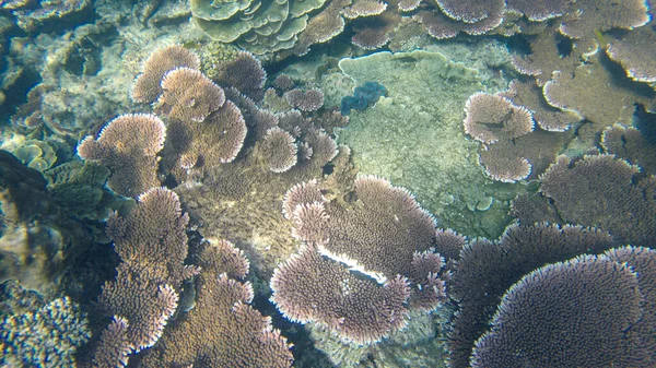 Υποβρύχια Άποψη Των Κοραλλιών Ρηχά Νερά Ύφαλο Κάτω Από Ορατό — Φωτογραφία Αρχείου