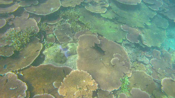 Underwater View Corals Shallow Water Reef Visible Sunlight Selective Focus — Stock Photo, Image