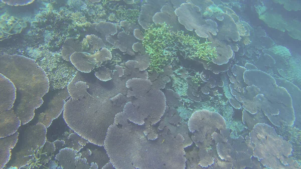 Undervattensutsikt Över Koraller Grunda Rev Synligt Solljus Selektiva Fokuspunkter Suddig — Stockfoto