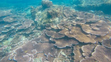 Güneş ışığının altındaki sığ su resiflerindeki mercanların sualtı görüntüsü. Seçici odak noktaları. Bulanık arkaplan