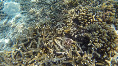 Güneş ışığının altındaki sığ su resiflerindeki mercanların sualtı görüntüsü. Seçici odak noktaları. Bulanık arkaplan