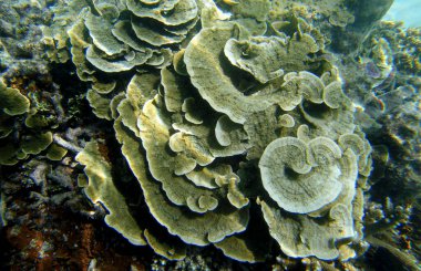 Güneş ışığının altındaki sığ su resiflerindeki mercanların sualtı görüntüsü. Seçici odak noktaları. Bulanık arkaplan