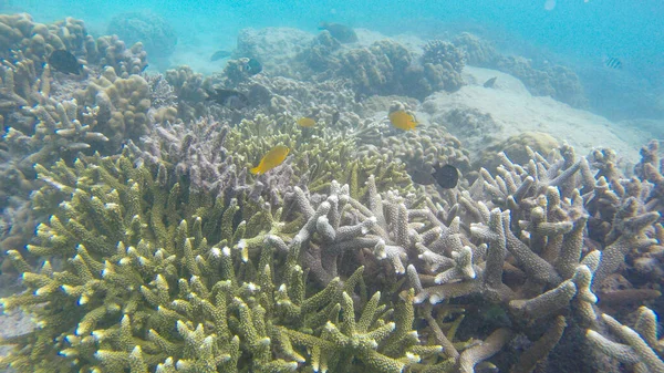 Güneş ışığının altındaki sığ su resiflerindeki mercanların sualtı görüntüsü. Seçici odak noktaları. Bulanık arkaplan