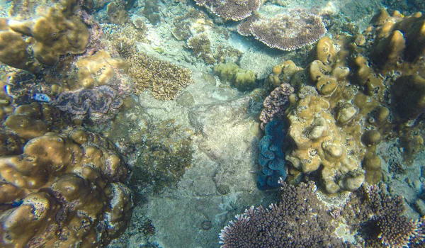 Подводный Вид Кораллов Мелководном Рифе Видимым Солнечным Светом Селективные Точки — стоковое фото