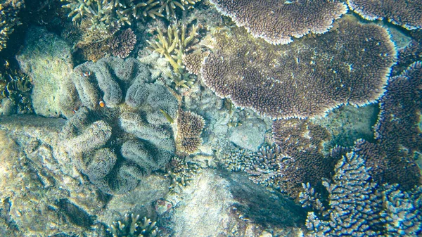 可視光の下で浅海サンゴ礁でサンゴの水中ビュー 選択的フォーカスポイント ぼやけた背景 — ストック写真