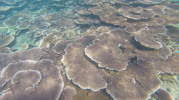 Podwodny Widok Koralowców Płytkiej Rafie Wodnej Pod Widocznym Słońcem Wybiórcze — Zdjęcie stockowe