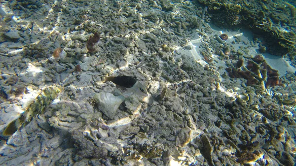 可視光の下で浅海サンゴ礁でサンゴの水中ビュー 選択的フォーカスポイント ぼやけた背景 — ストック写真