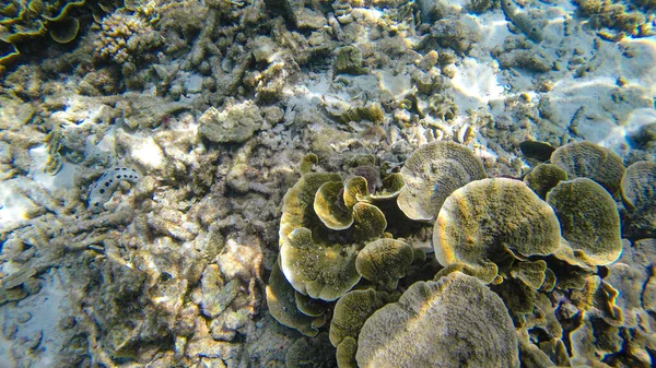 Подводный Вид Кораллов Мелководном Рифе Видимым Солнечным Светом Селективные Точки — стоковое фото