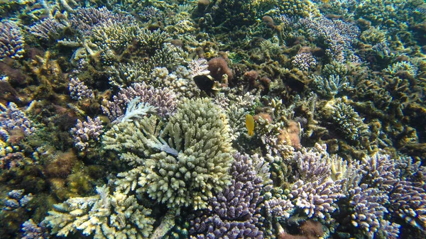 Vista Subacquea Dei Coralli Nella Barriera Corallina Poco Profonda Sotto — Foto Stock