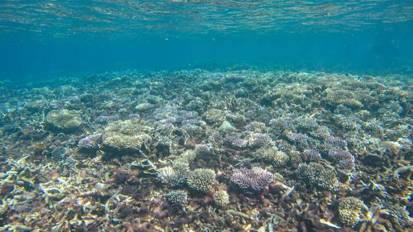 Vista Subacquea Dei Coralli Nella Barriera Corallina Poco Profonda Sotto — Foto Stock