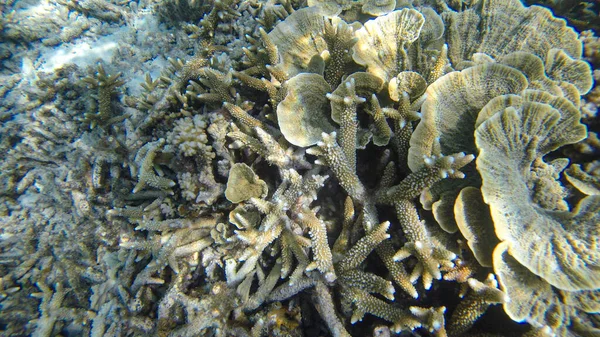 Güneş Işığının Altındaki Sığ Resiflerindeki Mercanların Sualtı Görüntüsü Seçici Odak — Stok fotoğraf
