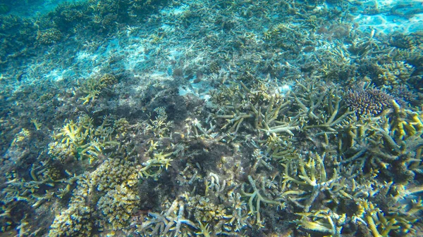 Podwodny Widok Koralowców Płytkiej Rafie Wodnej Pod Widocznym Słońcem Wybiórcze — Zdjęcie stockowe