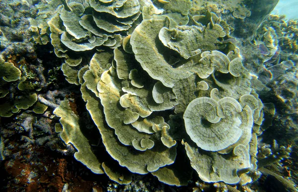 Güneş ışığının altındaki sığ su resiflerindeki mercanların sualtı görüntüsü. Seçici odak noktaları. Bulanık arkaplan