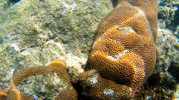 Підводний Вид Корали Мілководді Під Видимим Сонячним Світлом Вибіркові Точки — стокове фото