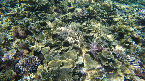 Unterwasser Ansicht Von Korallen Flachwasserriff Unter Sichtbarem Sonnenlicht Selektive Schwerpunkte — Stockfoto