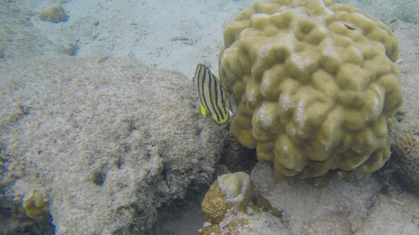 Fisk Som Simmar Bland Korallerna Selektiva Fokuspunkter — Stockfoto
