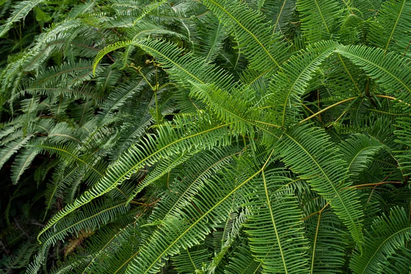 Common Ferns Dicranopteris Linearis Found Most Roadside Malaysia Selective Focus — Stock Photo, Image