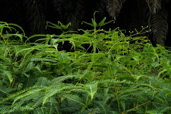 Fougères Communes Dicranopteris Linearis Que Trouve Sur Plupart Des Bords — Photo