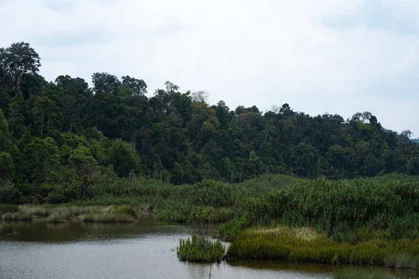 Una Sección Del Lago Chini Que Muestra Árboles Árboles Pandanus —  Fotos de Stock