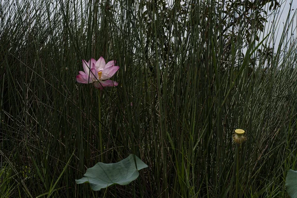 一个神圣的荷花在池塘的草丛之间 有选择的重点 — 图库照片