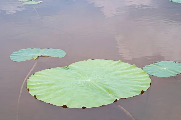 在中国湖中的一个池塘上漂浮着一个大荷花和一对小荷花 有选择的重点 — 图库照片