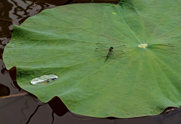 荷叶上有一个大水滴的蜻蜓 有选择的重点 — 图库照片