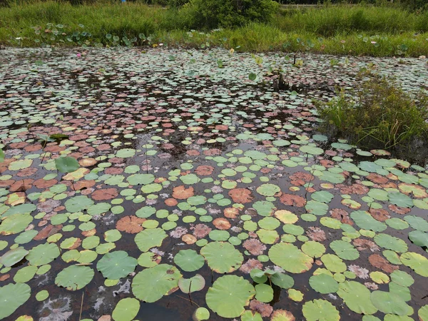 在中国湖中的一个池塘上 空中俯瞰着一片荷花的圣地 有选择的重点 — 图库照片