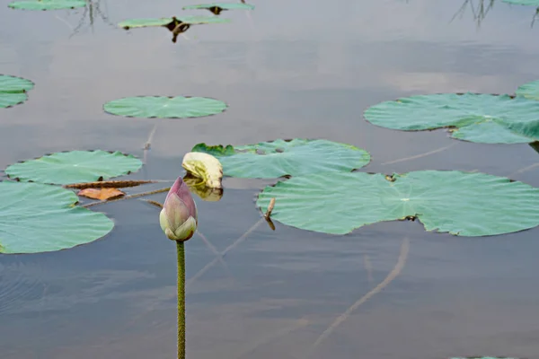 在奇尼湖畔的一个池塘里 只有一个神圣的荷花 还有几片荷叶 有选择的重点 — 图库照片