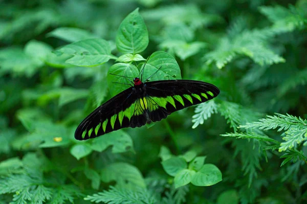 Una Especie Mariposa Llamada Rajah Brooke Birdwing Posada Sobre Una — Foto de Stock