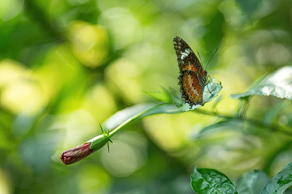 Una Mariposa Color Naranja Sobre Tallo Fondo Borroso — Foto de Stock