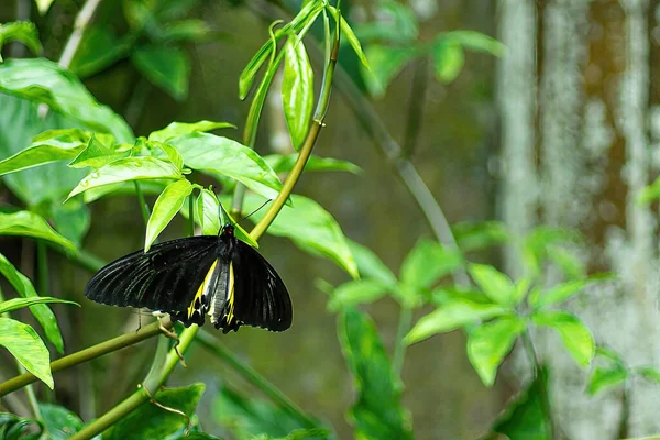 Una Mariposa Color Negro Una Hoja Fondo Borroso — Foto de Stock