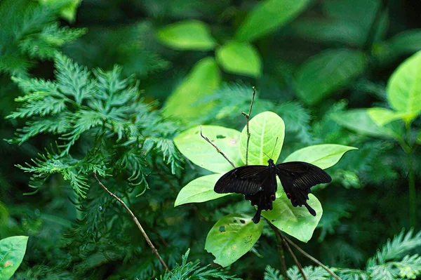 叶子上的一种黑色蝴蝶 模糊的背景 — 图库照片