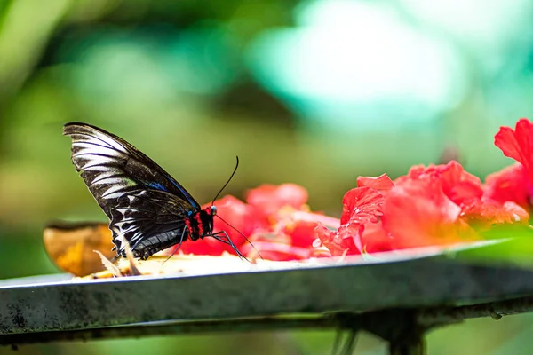 Una Sola Mariposa Alimentándose Frutas Una Bandeja Fondo Borroso — Foto de Stock