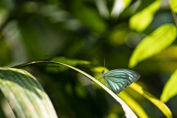 Una Mariposa Color Azul Verde Sobre Una Hoja Fondo Borroso — Foto de Stock