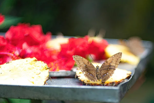 Una Sola Mariposa Alimentándose Frutas Una Bandeja Fondo Borroso — Foto de Stock