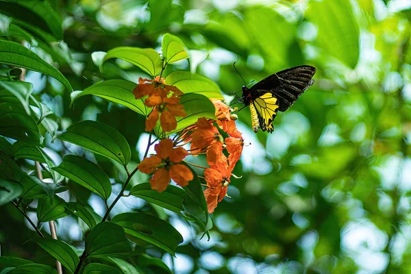 Una Sola Mariposa Alimentándose Una Flor Día Soleado Brillante Fondo — Foto de Stock