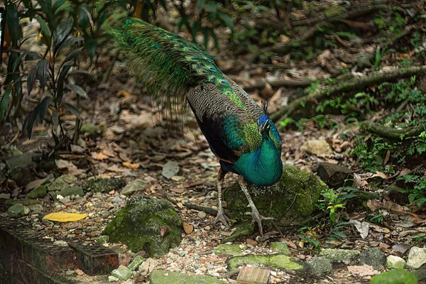 Ein Pfau Auf Der Suche Nach Nahrung Auf Dem Boden — Stockfoto