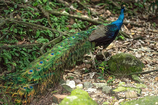 Ein Pfau Auf Der Suche Nach Nahrung Auf Dem Boden — Stockfoto