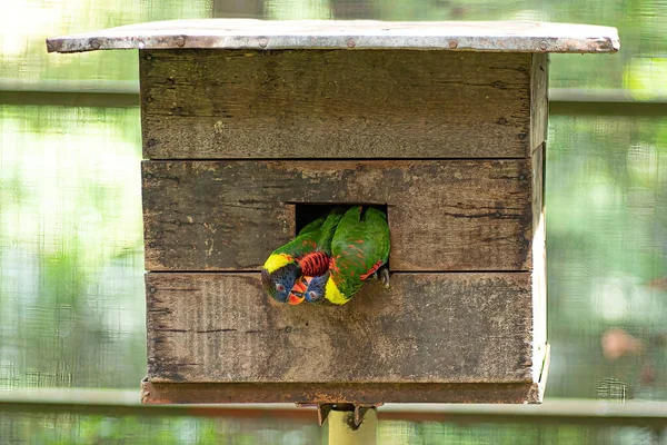 一对在木屋里互相喂食的鹦鹉 主要见于热带和亚热带地区 — 图库照片